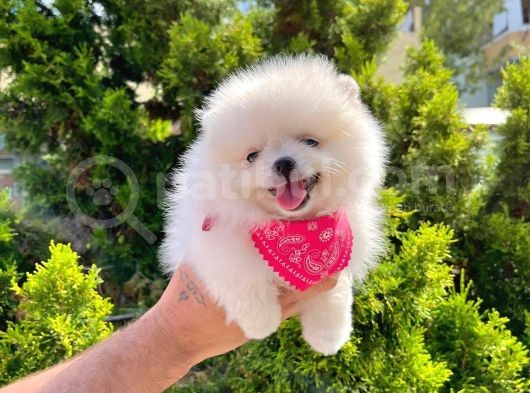 Safkan Pomeranian Boo Yavrularımız