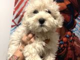 Maltipoo Kızım