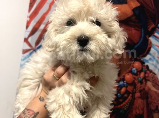 Maltipoo Kızım görsel