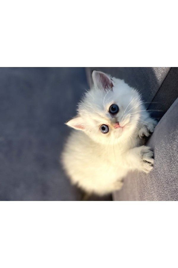 Bembeyaz Pamuk Gibi British Shorthair Yavrular