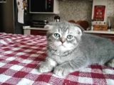 Scottish Fold Yavrumuza Aile Arıyoruz