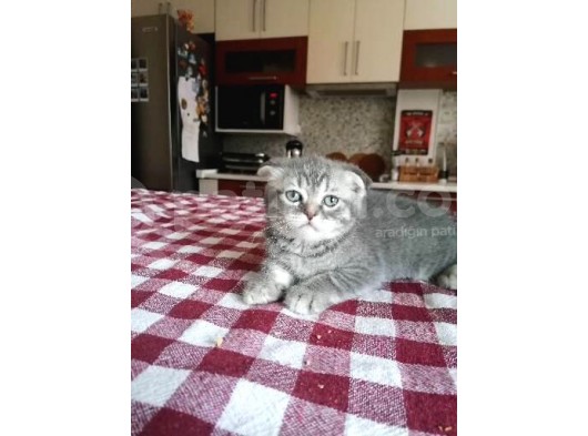 Scottish Fold Yavrumuza Aile Arıyoruz