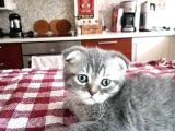 Scottish Fold Yavrumuza Aile Arıyoruz