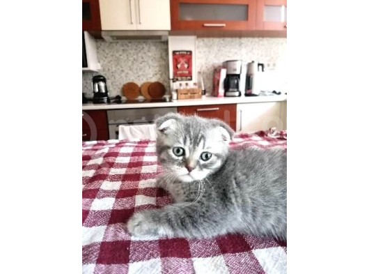 Scottish Fold Yavrumuza Aile Arıyoruz görsel