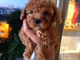 Red Toypoodle Di̇şi̇ Yavrumuz