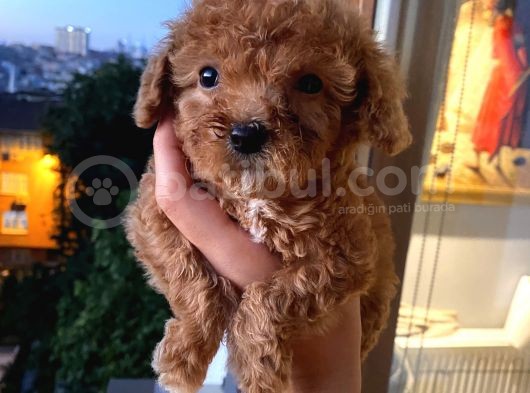 Red Toypoodle Di̇şi̇ Yavrumuz görsel