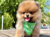 Safkan Pomeranian Boo Yavrularımız