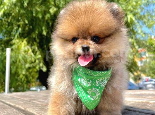Safkan Pomeranian Boo Yavrularımız görsel