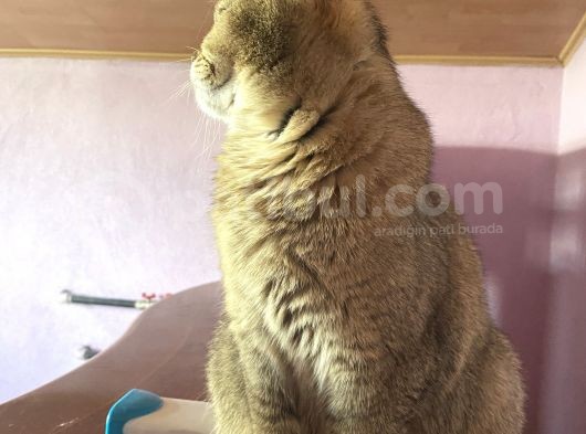 Yetişkin British Shorthair Blackgolden Tecrübeli görsel