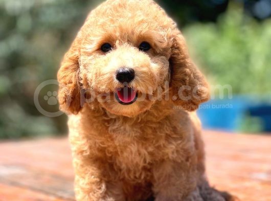 Irk Ve Saglik Garantili Poodle Bebekler görsel