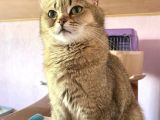 Yetişkin British Shorthair Blackgolden Tecrübeli