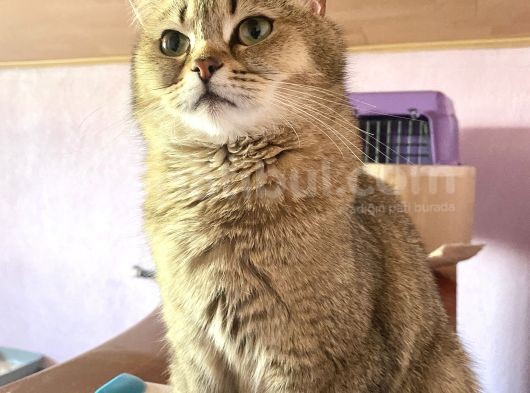 Yetişkin British Shorthair Blackgolden Tecrübeli
