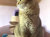 Yetişkin British Shorthair Blackgolden Tecrübeli