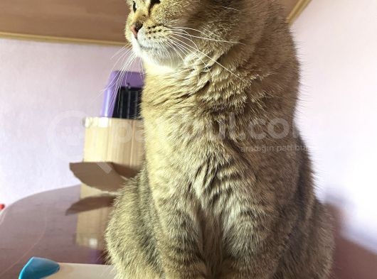 Yetişkin British Shorthair Blackgolden Tecrübeli görsel