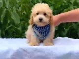 Toy Poodle Yavrularımız