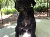 45 Günlük Cane Corso Yavrular