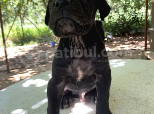 45 Günlük Cane Corso Yavrular görsel
