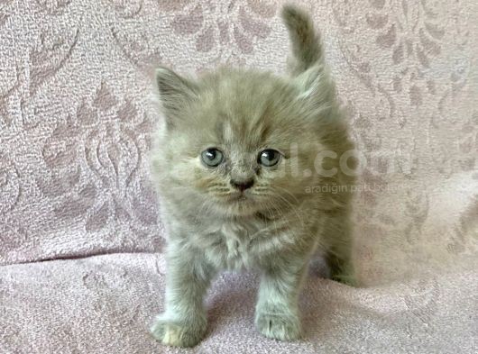 Sevi̇mli̇ Oyuncu Bri̇ti̇sh Yavrulari görsel