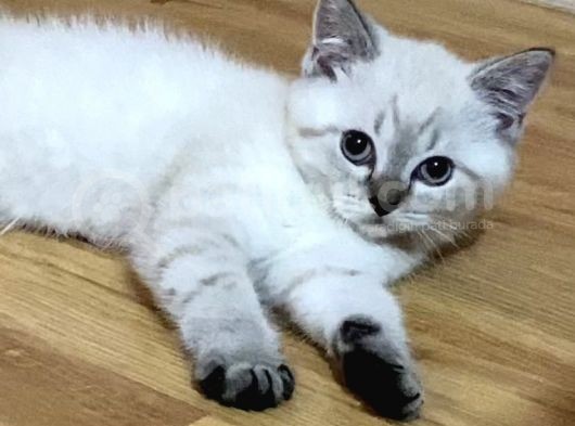 Dünya Tatlısı Yavrum