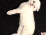 Scottish Fold Yavru