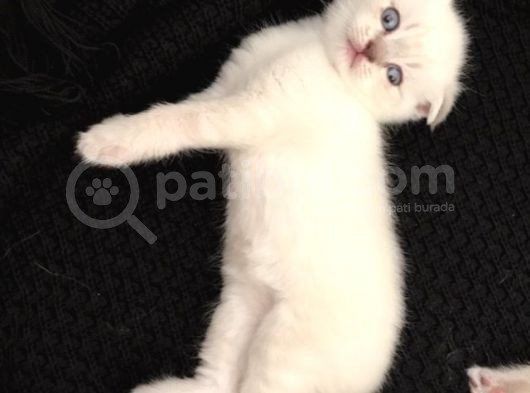 Scottish Fold Yavru