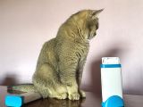 Yetişkin British Shorthair Blackgolden Tecrübeli