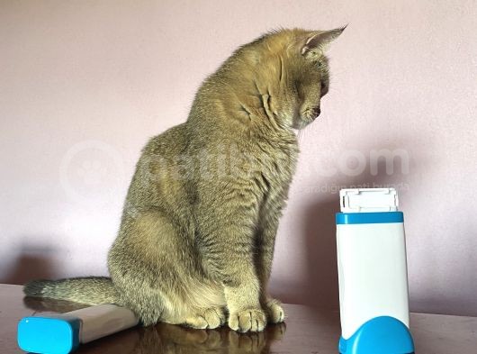 Yetişkin British Shorthair Blackgolden Tecrübeli görsel