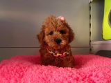 Orji̇nal Toy Poodle Yavrular