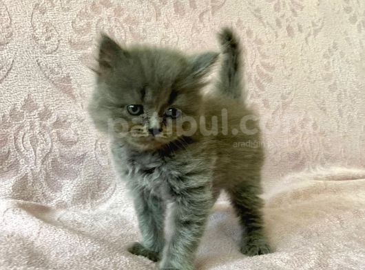 Sevi̇mli̇ Oyuncu Bri̇ti̇sh Yavrulari görsel