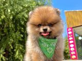 Safkan Pomeranian Boo Yavrularımız