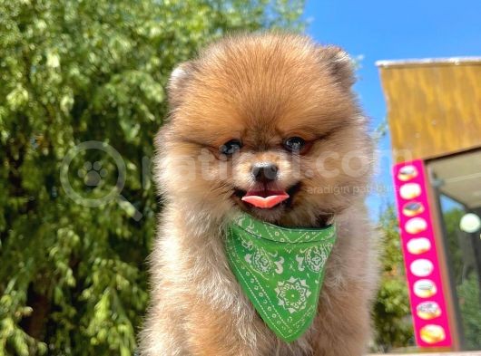 Safkan Pomeranian Boo Yavrularımız görsel