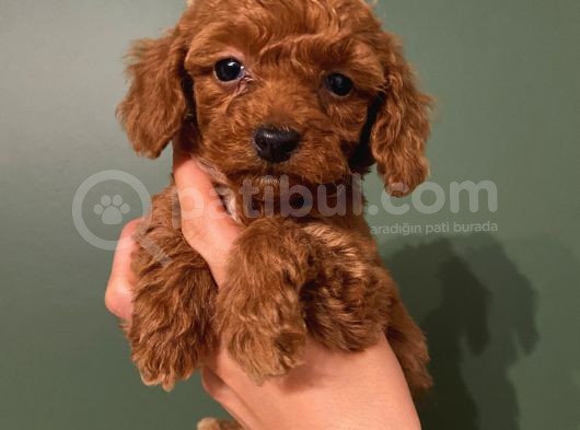 Red Toypoodle Di̇şi̇ Yavrumuz görsel