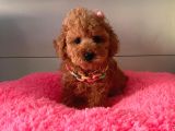 Orji̇nal Toy Poodle Yavrular