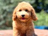 Irk Ve Saglik Garantili Poodle Bebekler