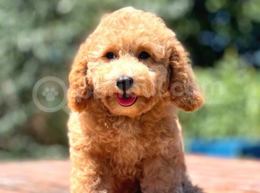 Irk Ve Saglik Garantili Poodle Bebekler görsel