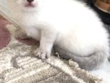 Scottish Fold Yavru