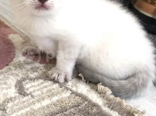 Scottish Fold Yavru görsel