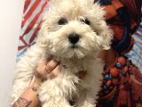 Maltipoo Kızım