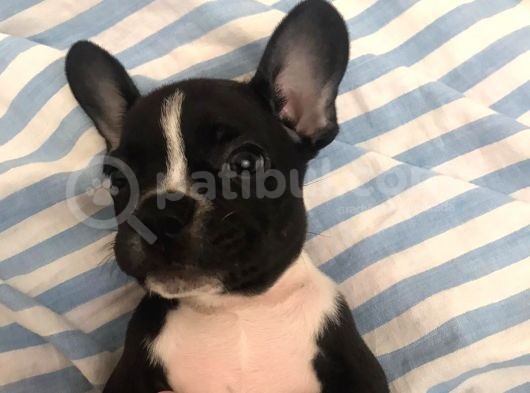 50 Günlük French Buldog