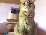 Yetişkin British Shorthair Blackgolden Tecrübeli