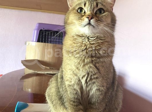 Yetişkin British Shorthair Blackgolden Tecrübeli görsel