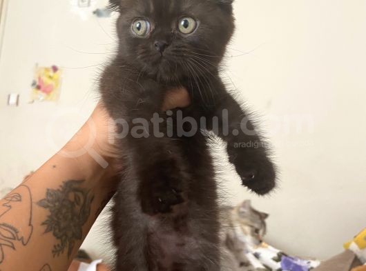Çikolata Fold Bebekler Teslime Hazırlar görsel