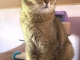 Yetişkin British Shorthair Blackgolden Tecrübeli