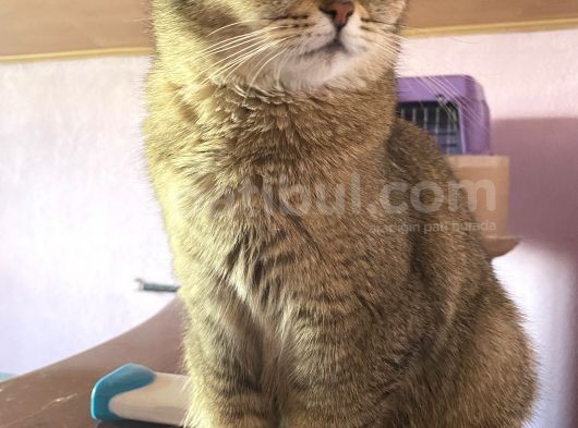 Yetişkin British Shorthair Blackgolden Tecrübeli görsel