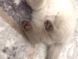 Scottish Fold Yavru