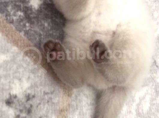 Scottish Fold Yavru görsel