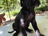 45 Günlük Cane Corso Yavrular