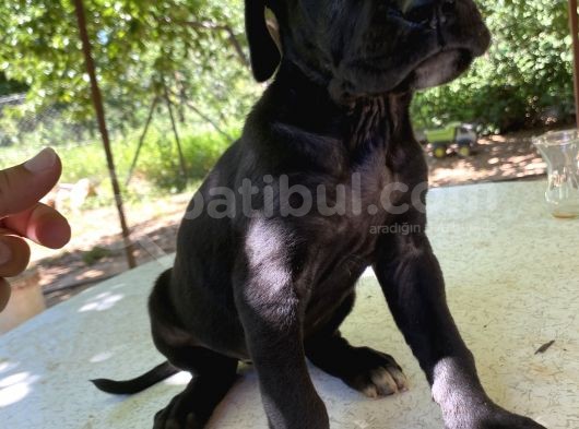 45 Günlük Cane Corso Yavrular görsel