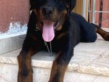 5 Aylık Macar Kafa Erkek Rottweiler