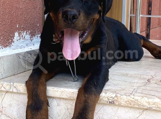 5 Aylık Macar Kafa Erkek Rottweiler görsel